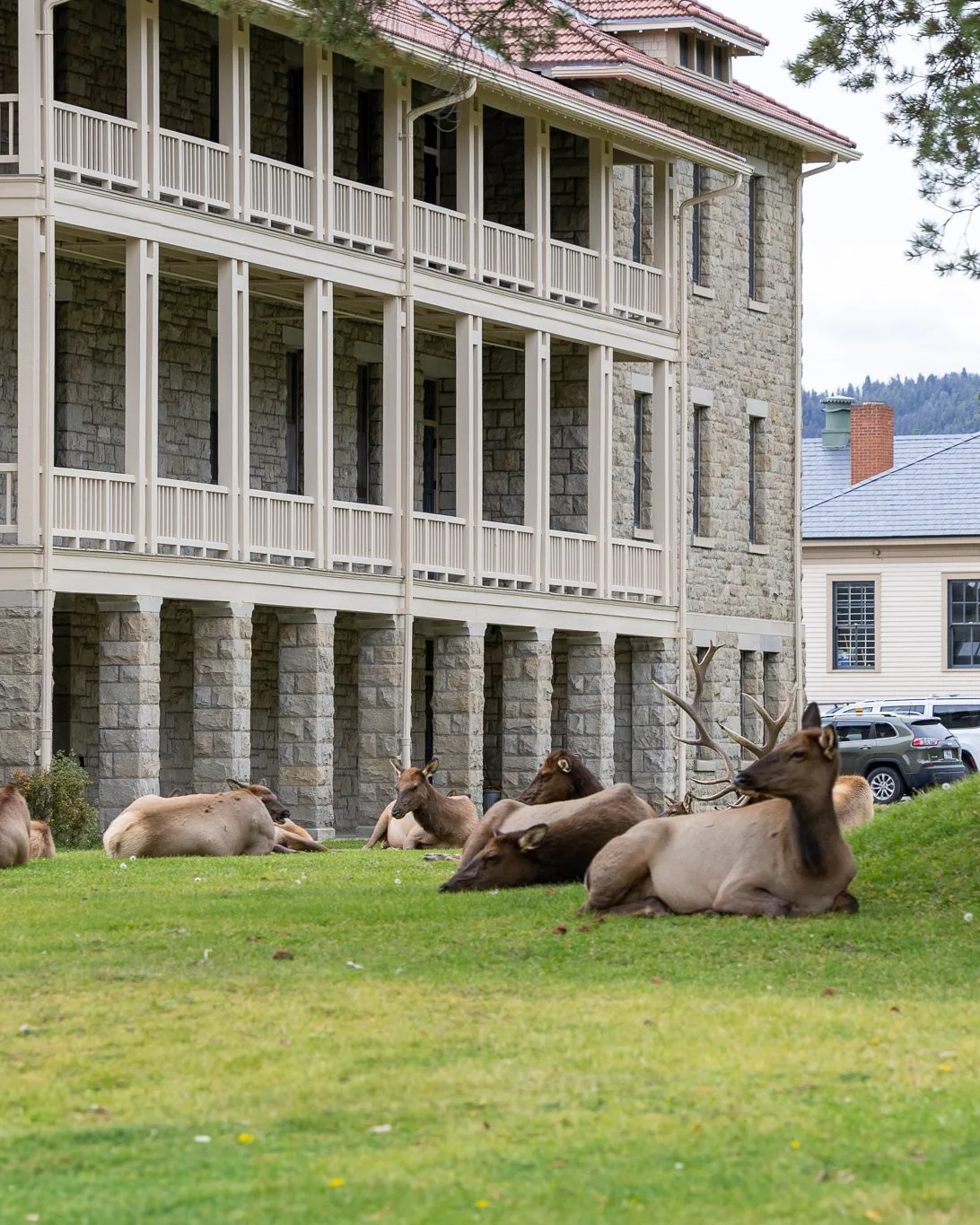 Elk resting on the lawn at Mammoth Hot Springs, Yellowstone