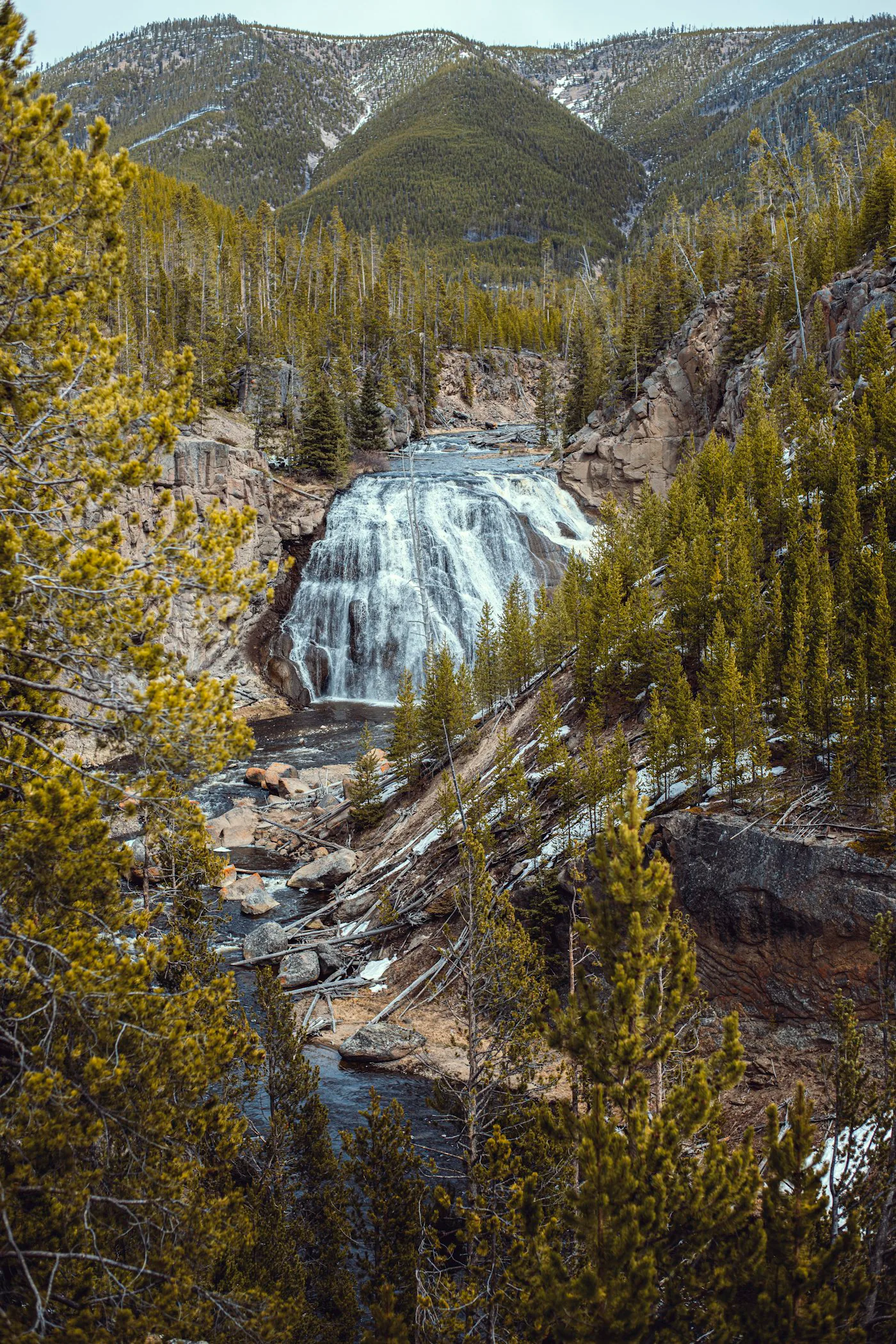 Waterfall cascading through a pine forest canyon