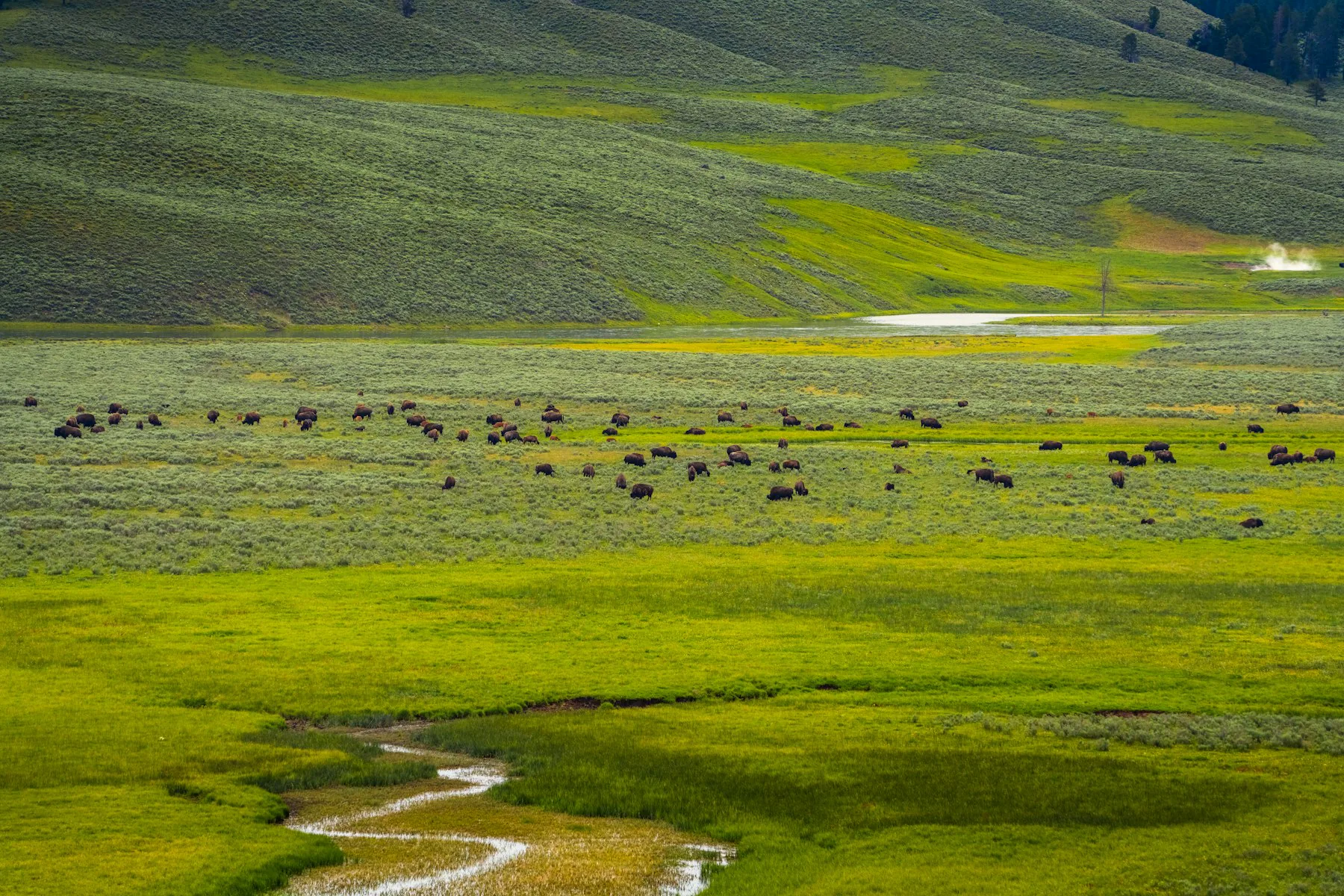 A herd of bison grazing in the Lamar Valley, Yellowstone
